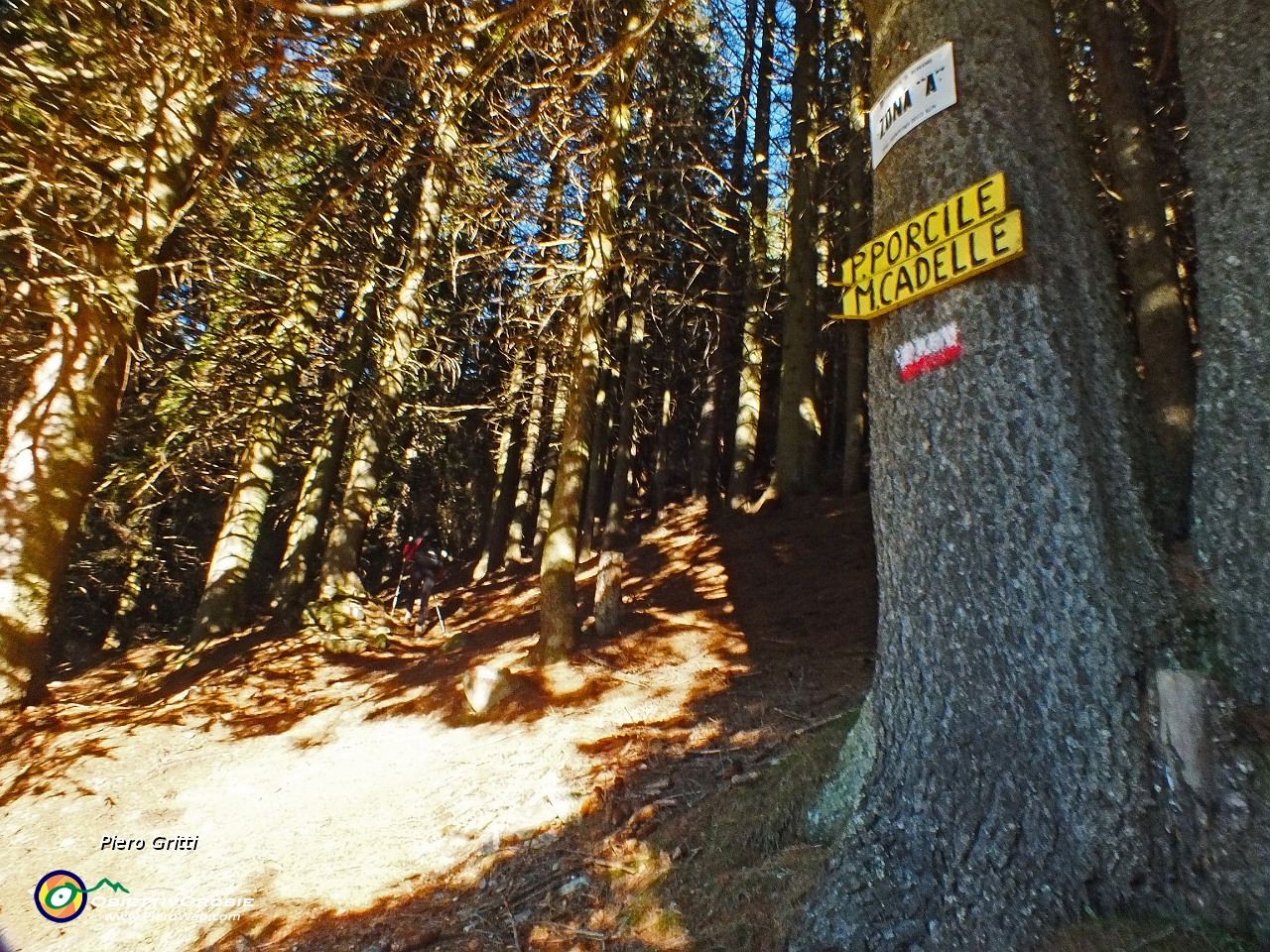 13 entriamo nella fitta  pineta....JPG